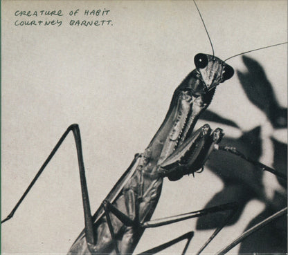 Courtney Barnett – Creature Of Habit - LP